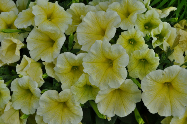 Обои картинки фото цветы, петунии,  калибрахоа, жёлтая, петуния