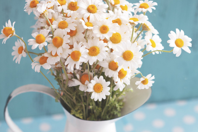 Обои картинки фото цветы, ромашки, цветочки, природа, лепестки