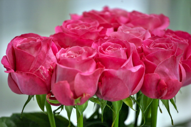 Обои картинки фото цветы, розы, розовый