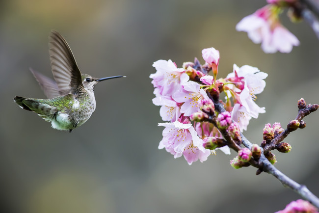 Обои картинки фото животные, колибри, цветок, птичка, дерево