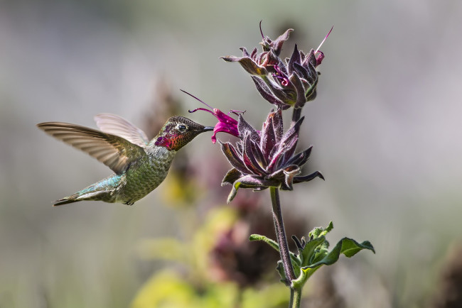 Обои картинки фото животные, колибри, дерево, птичка, цветок