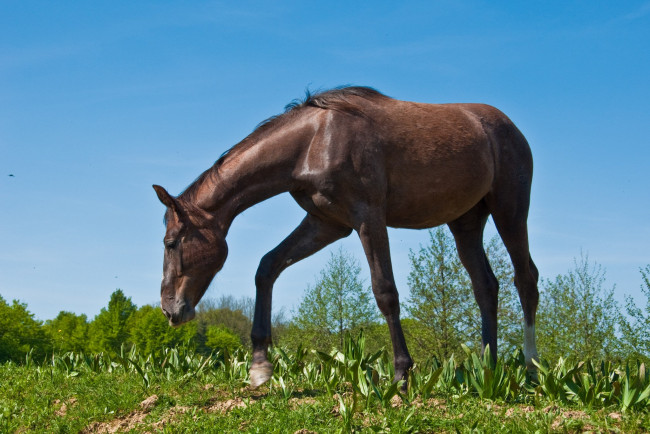 Обои картинки фото животные, лошади, лошадка
