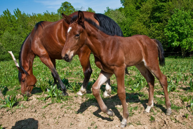Обои картинки фото животные, лошади, лошадки