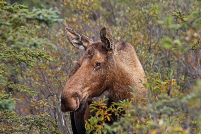 Обои картинки фото животные, лоси, сохатый