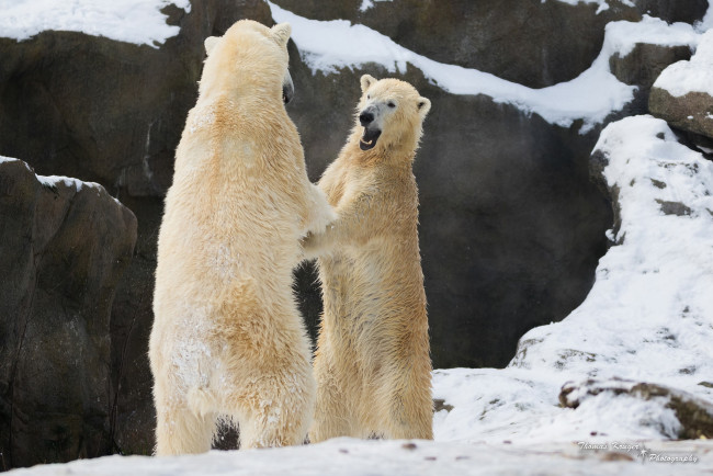 Обои картинки фото животные, медведи, пара, драка, борьба, игра, хищники, снег, зима, зоопарк