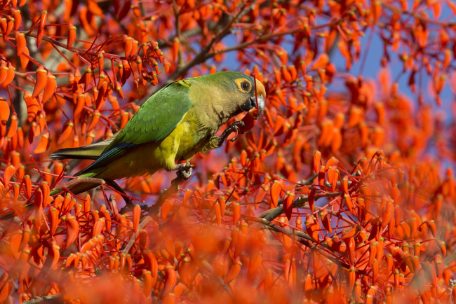 Обои картинки фото животные, попугаи, попугайчик