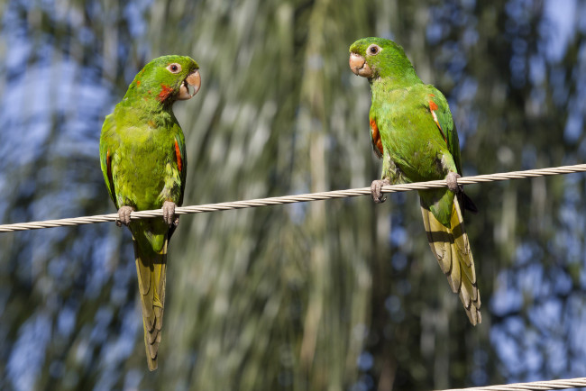 Обои картинки фото животные, попугаи, попугайчики