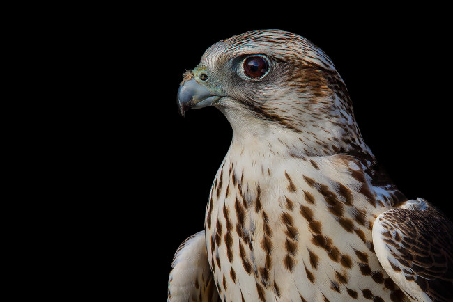 Обои картинки фото животные, птицы - хищники, сокол