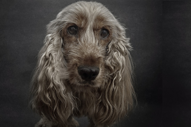 Обои картинки фото животные, собаки, пес