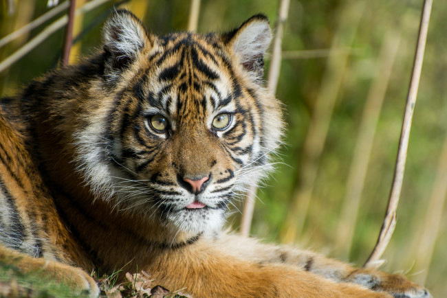 Обои картинки фото животные, тигры, тигр