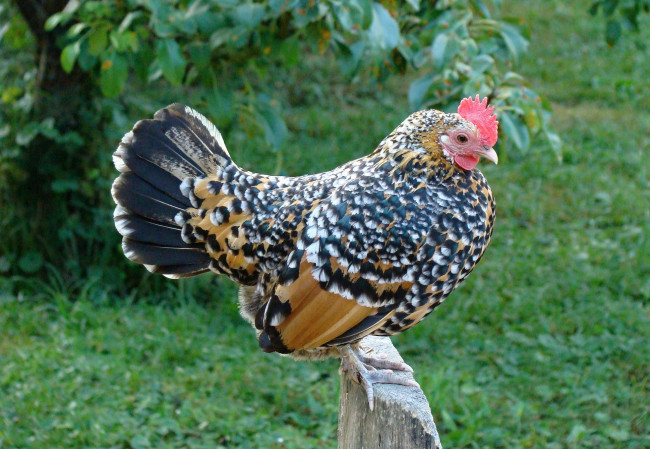 Обои картинки фото животные, куры,  петухи, трава, курица