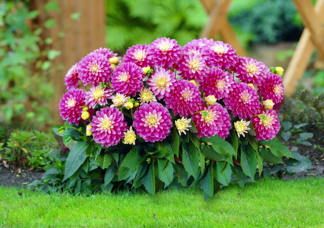 Обои картинки фото цветы, георгины, куст