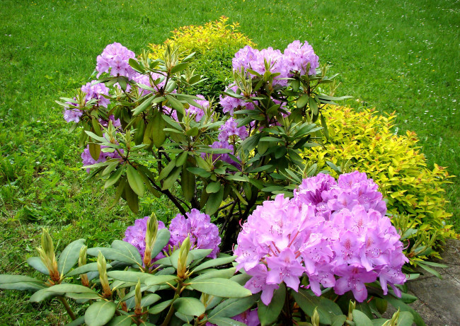 Обои картинки фото цветы, разные вместе, сиреневые, куст