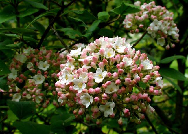 Обои картинки фото цветы, цветущие деревья ,  кустарники, соцветия, куст, мелкие