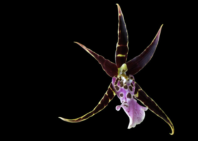 Обои картинки фото цветы, орхидеи, орхидея, фон, черный