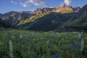 Картинка природа луга цветы горы поляна лес