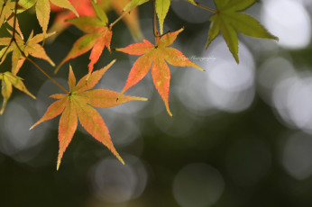 Картинка природа листья