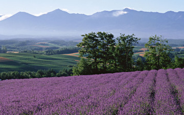 Картинка природа поля деревья лаванда луга горы
