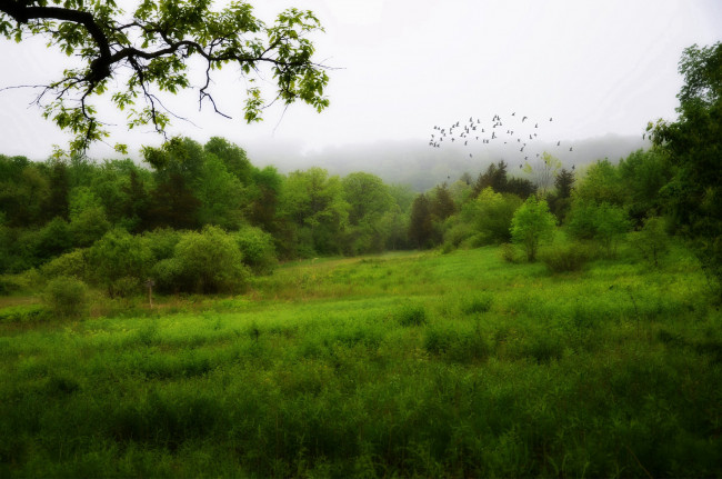 Обои картинки фото природа, пейзажи, трава, поляна, лес