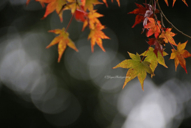 Обои картинки фото природа, листья