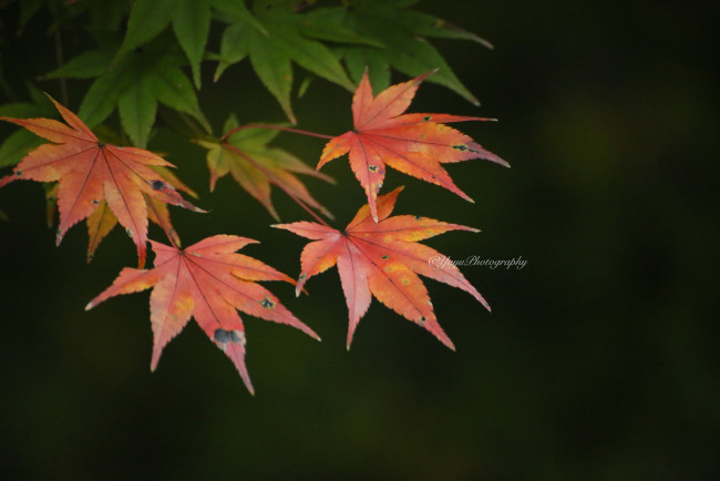 Обои картинки фото природа, листья, осень