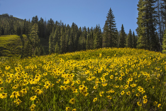 Обои картинки фото природа, луга, цветы, поляна, лес