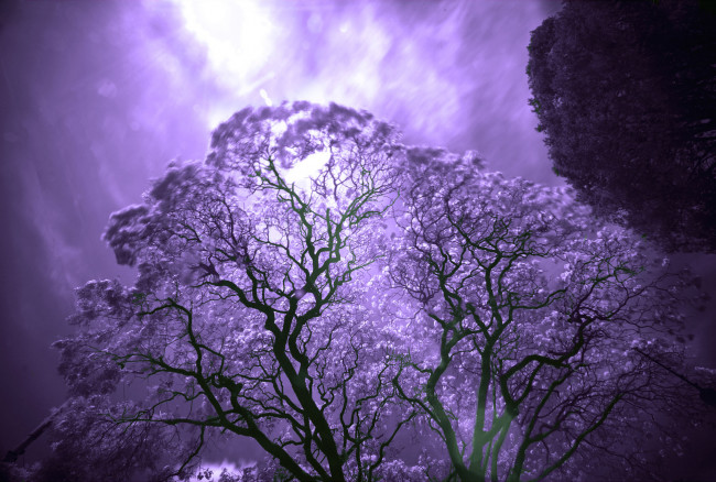 Обои картинки фото джакаранда в лунном свете, природа, деревья, джакаранда, jacaranda, цветение, лунный, свет, луна, дерево, ночь