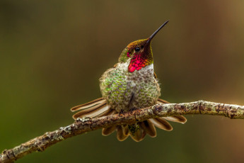Картинка колибри животные самая маленькая птица в мире да само название птицы очень красивое королева нектара