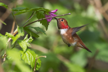 Картинка колибри животные самая маленькая птица в мире да само название птицы очень красивое королева нектара