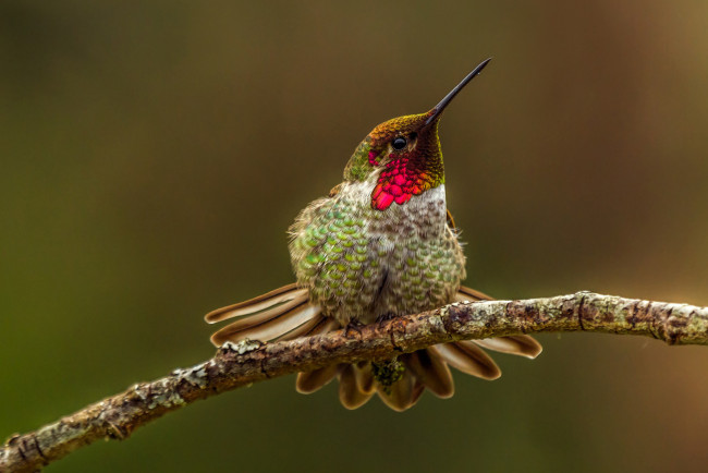 Обои картинки фото колибри, животные, самая, маленькая, птица, в, мире, да, само, название, птицы, очень, красивое, королева, нектара