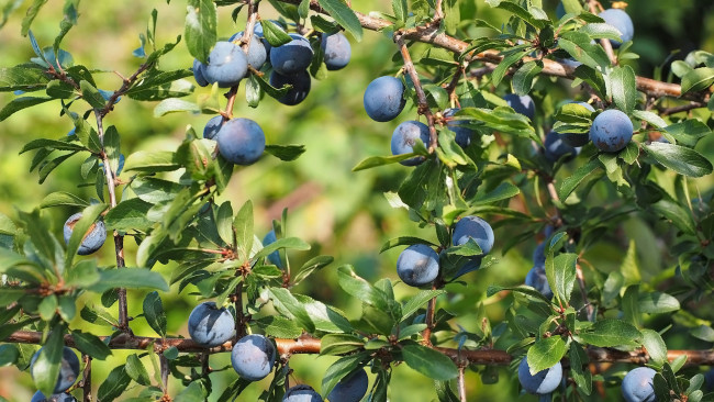 Обои картинки фото природа, плоды, тёрн, слива, колючая