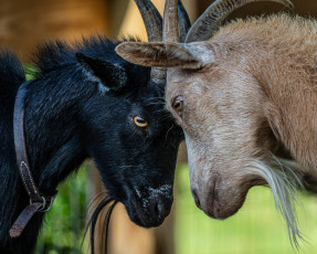 Картинка животные козы