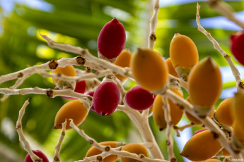 Картинка природа плоды ягоды