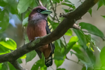 Картинка животные птицы птица