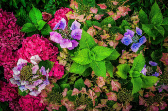 Картинка цветы гортензия лето