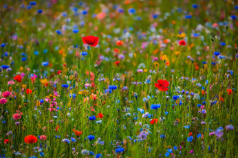 Картинка цветы луговые+ полевые +цветы луг