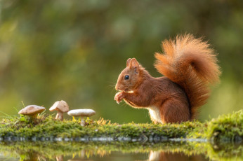 Картинка животные белки грызун