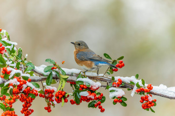 Картинка животные синицы +лазоревки птицы