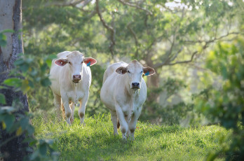 обоя животные, коровы,  буйволы
