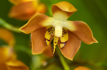 Картинка цветы орхидеи орхидея