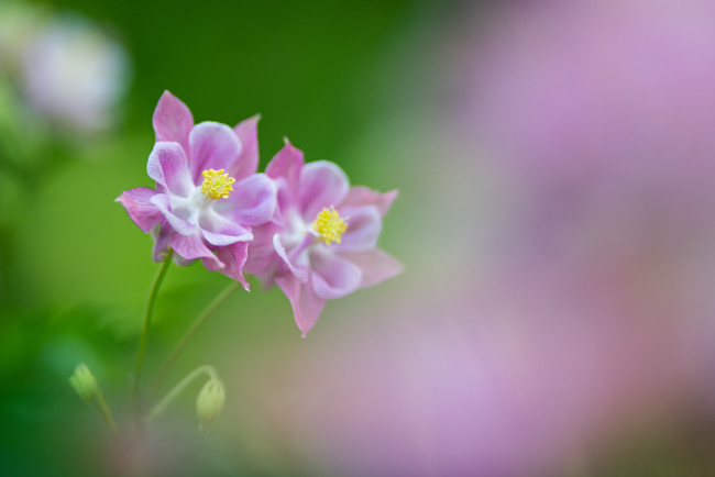 Обои картинки фото цветы, аквилегия , водосбор, розовый