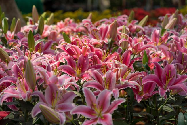 Обои картинки фото цветы, лилии,  лилейники