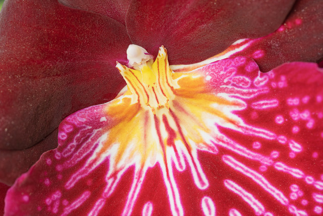 Обои картинки фото цветы, орхидеи, макро