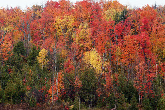 Обои картинки фото природа, лес