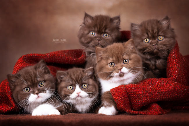 Обои картинки фото животные, коты, кот, кошка