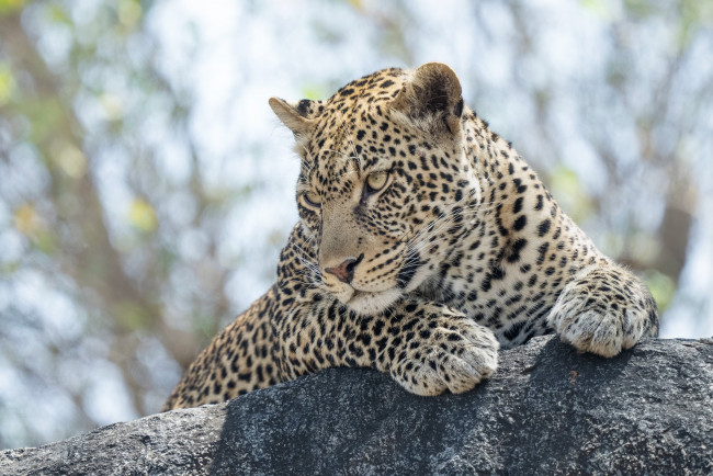 Обои картинки фото животные, леопарды, леопард