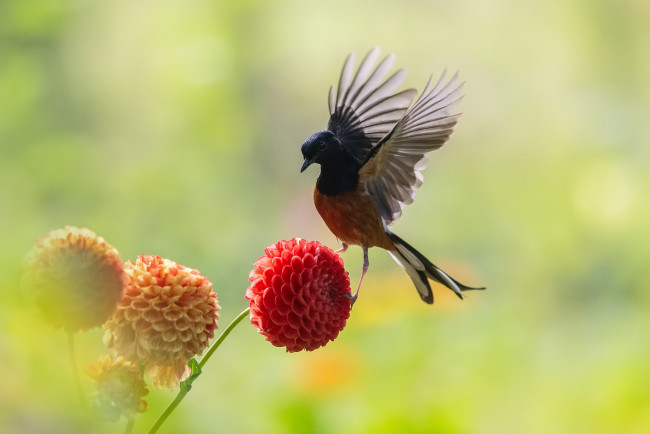 Обои картинки фото животные, птицы, птица