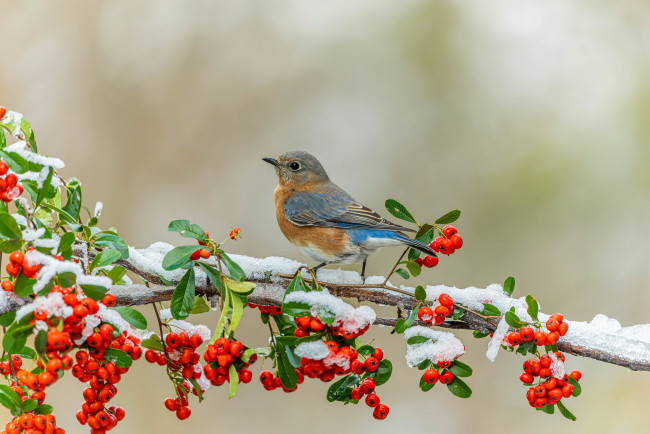 Обои картинки фото животные, синицы,  лазоревки, птицы