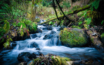 Картинка природа реки озера лес кусты трава камни поток ручей