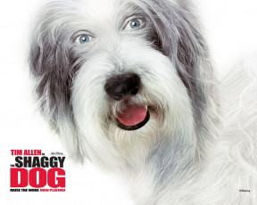 Картинка кино фильмы the shaggy dog